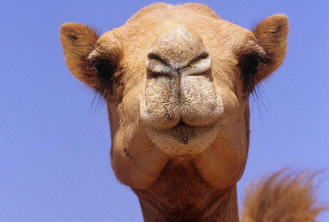 12 camels were disqualified from a beauty contest for taking botox 5