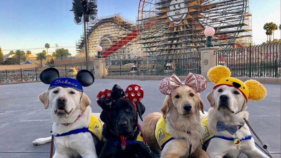 These service dogs visiting Disneyland will make your day 1