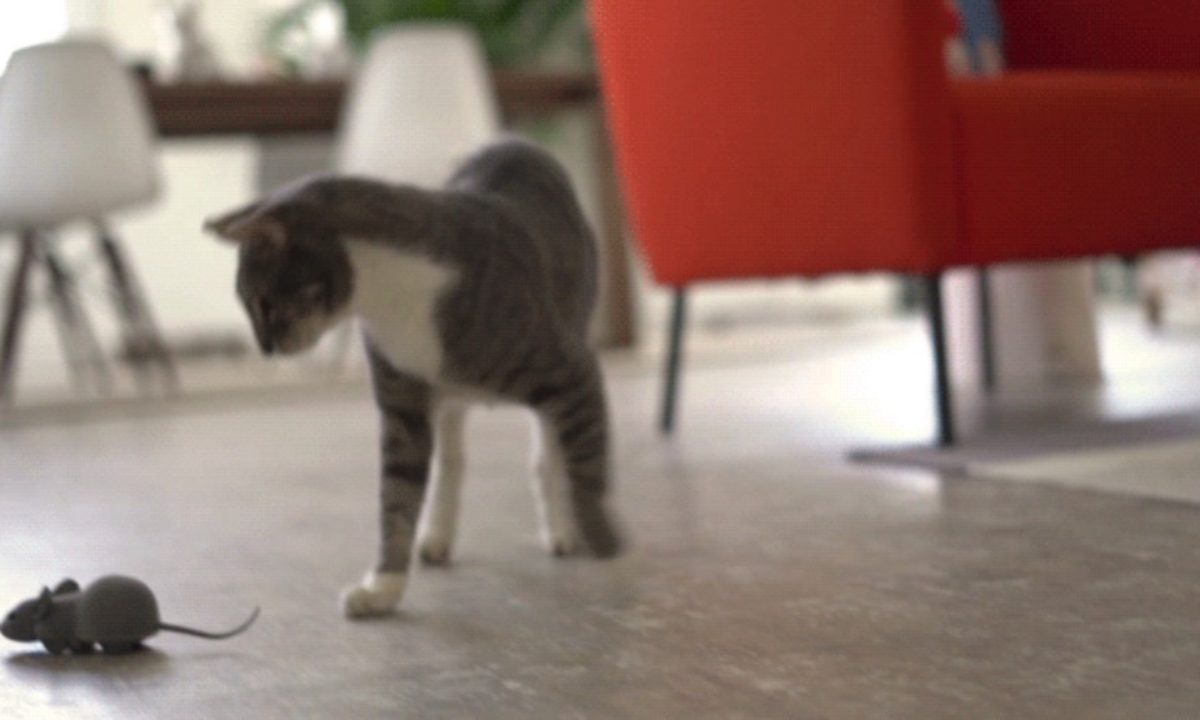 mouse hunt cat toy app