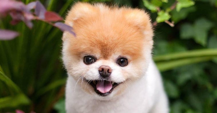 Boo