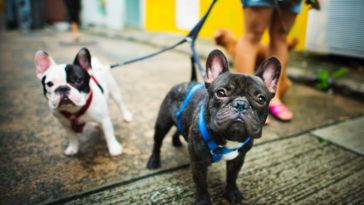 GetPet app is pretty much Tinder for finding pets 10