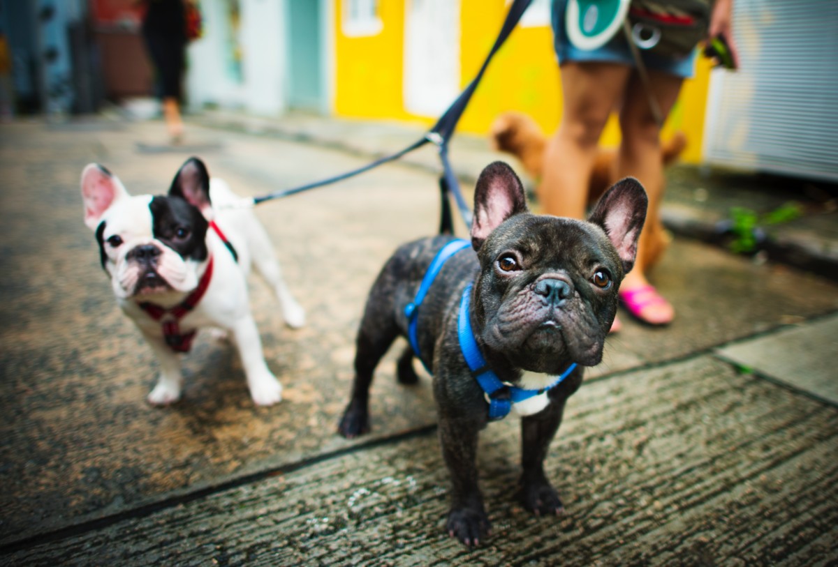 GetPet app is pretty much Tinder for finding pets 4