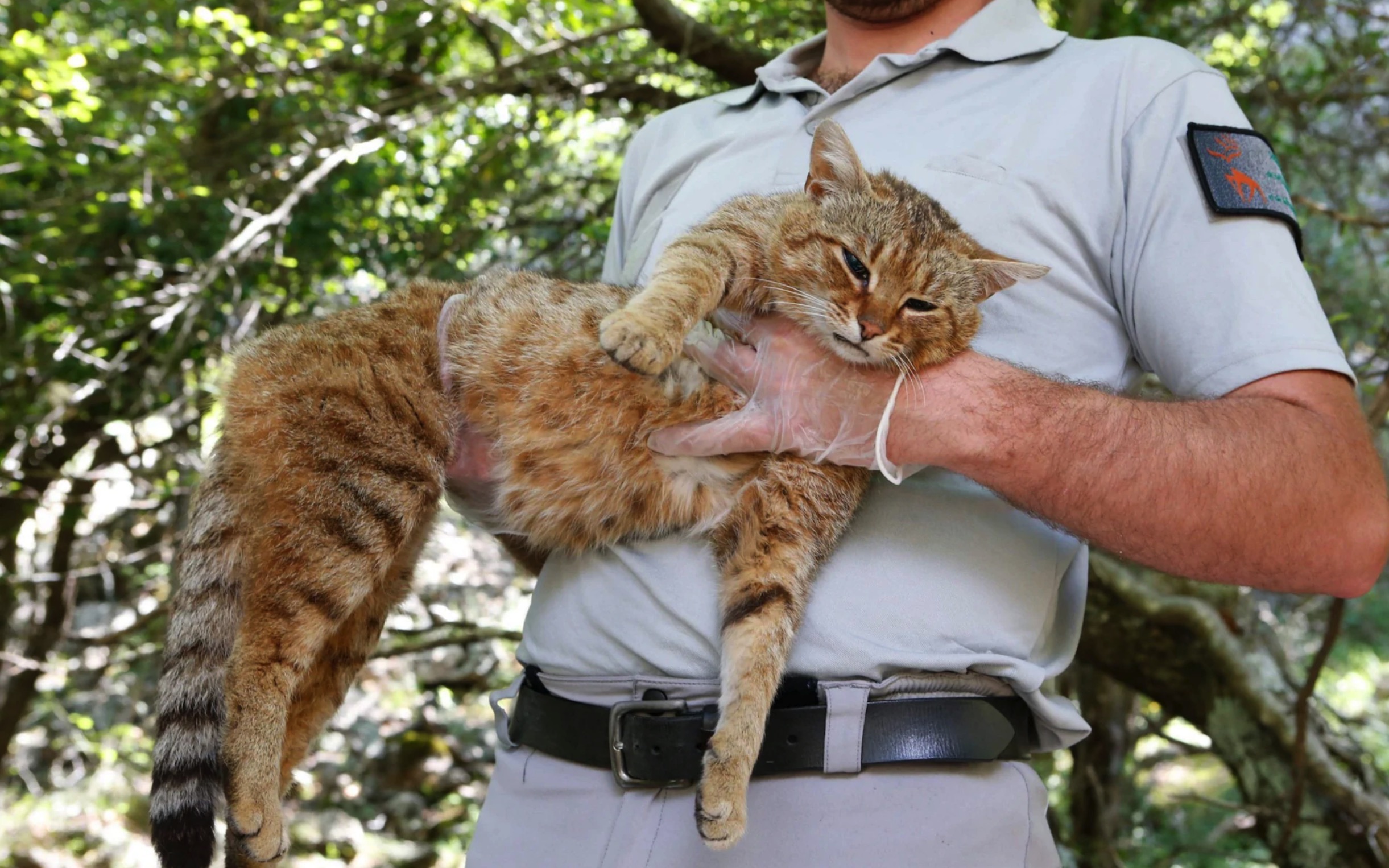 French scientists have discovered a Cat-Fox species 5