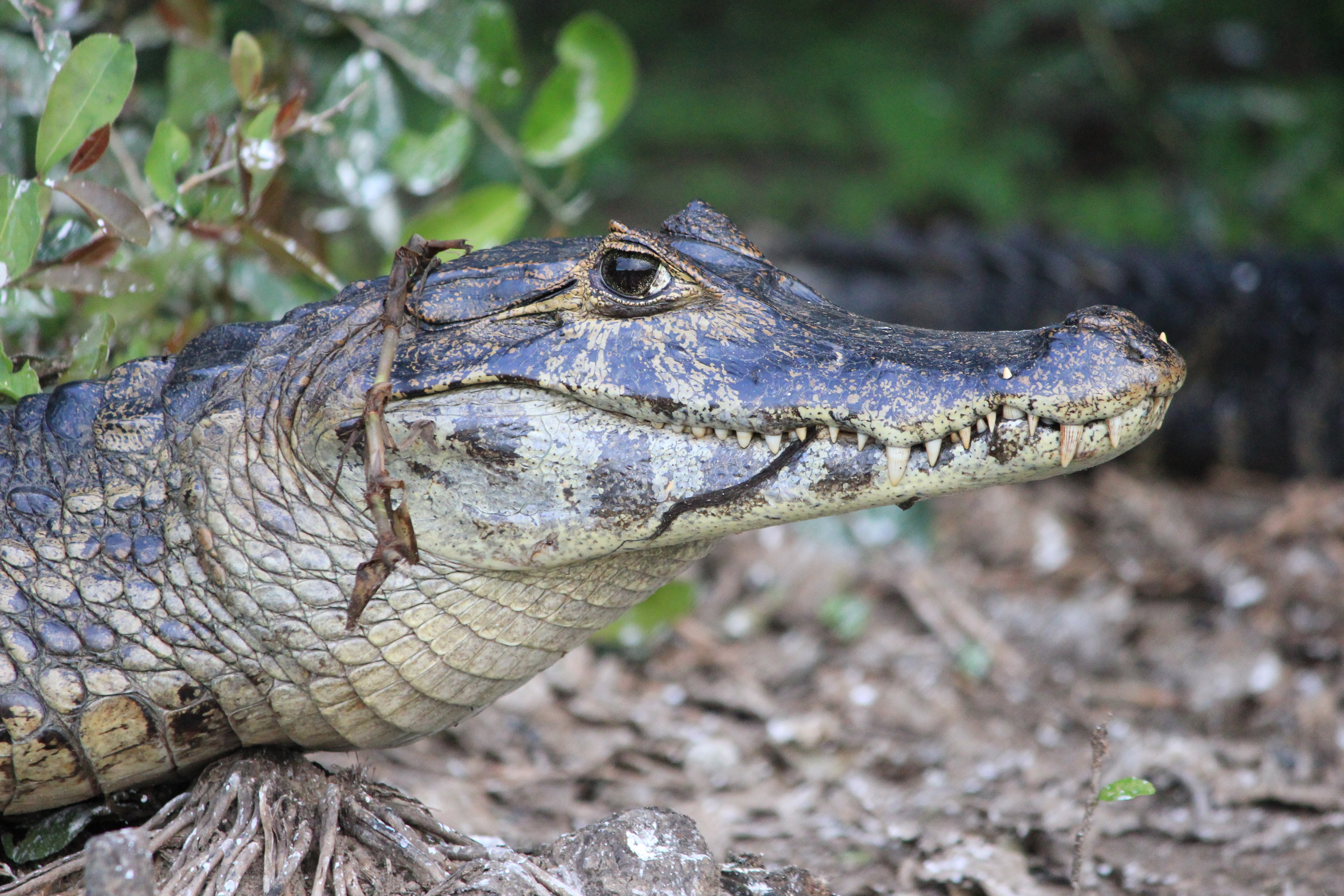 Tennessee Police issue warning for the rise of "meth-gators" 5