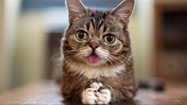 Celebrity cat Lil Bub dies at age 8 2