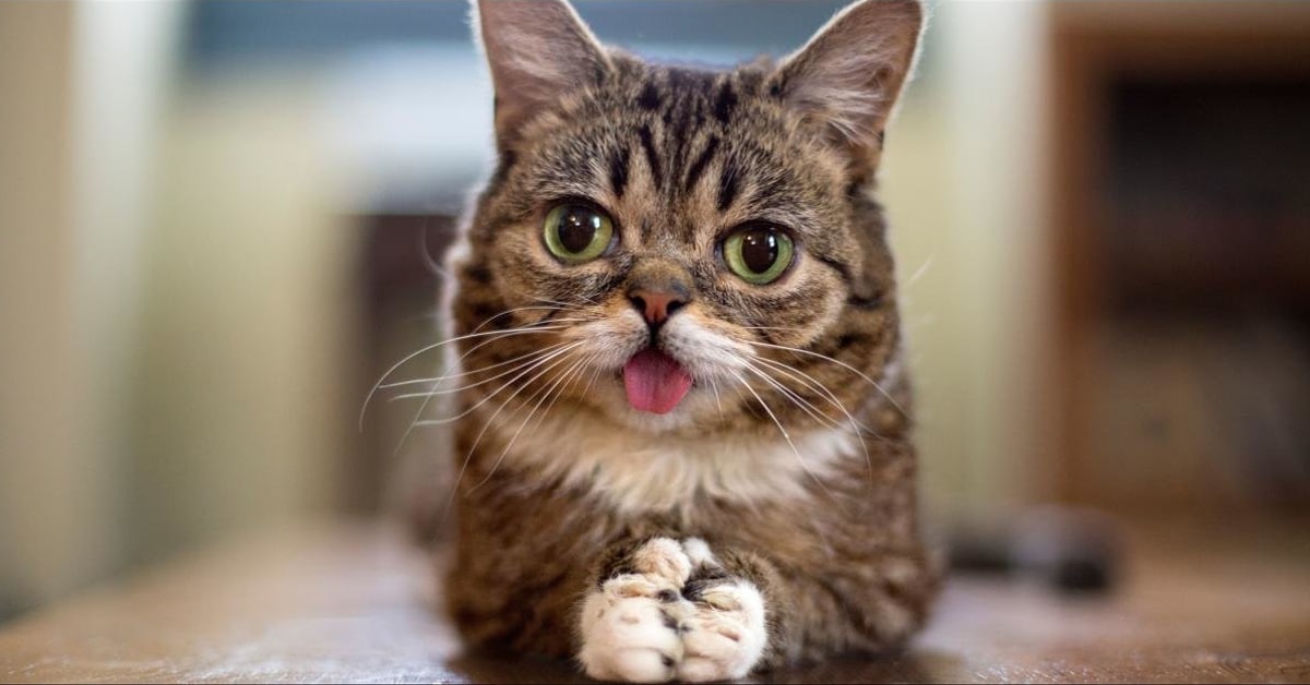 Celebrity cat Lil Bub dies at age 8 11