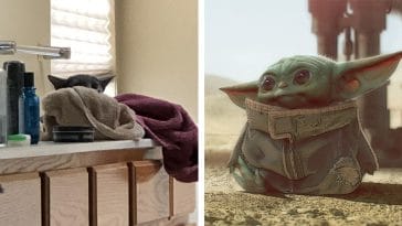 Meet Parmesan, the viral cat that looks like Baby Yoda 8