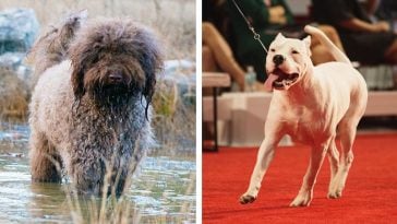 Dog breeds Barbet and Dogo Argentino are now recognized by the American Kennel Club 5