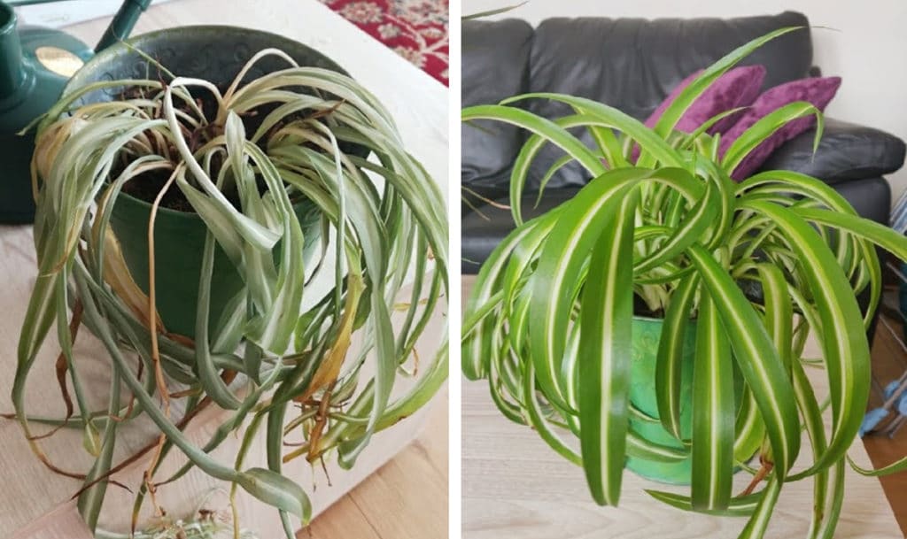 these-before-and-after-photos-of-rescued-plants-are-unbelievably