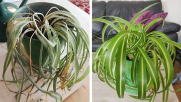 These before-and-after photos of rescued plants are unbelievably inspiring 6
