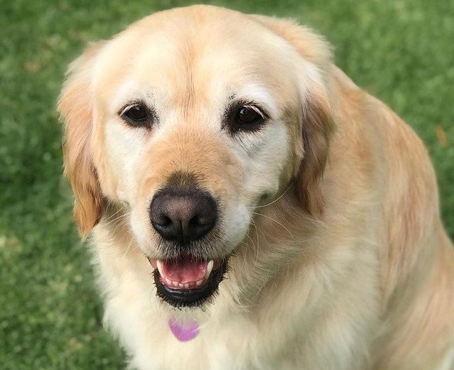 Happy Dog Gets A Puppy Brother On Her Birthday 2 Happy Dog Gets A Puppy Brother On Her Birthday 2