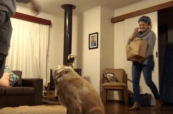 Happy Dog Gets A Puppy Brother On Her Birthday 11 Happy Dog Gets A Puppy Brother On Her Birthday 11