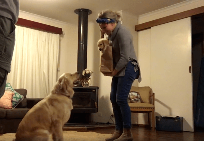 Happy Dog Gets A Puppy Brother On Her Birthday 12 Happy Dog Gets A Puppy Brother On Her Birthday 12