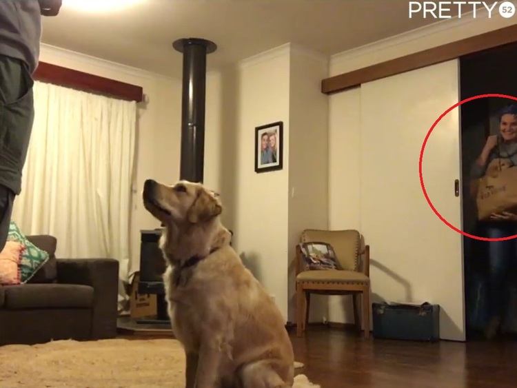 Happy Dog Gets A Puppy Brother On Her Birthday 13 Happy Dog Gets A Puppy Brother On Her Birthday 13