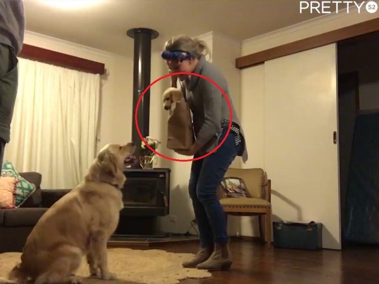 Happy Dog Gets A Puppy Brother On Her Birthday 14 Happy Dog Gets A Puppy Brother On Her Birthday 14