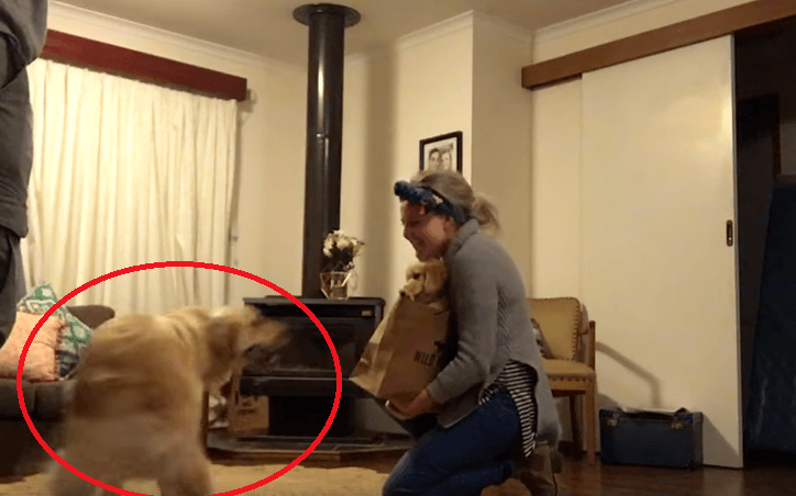 Happy Dog Gets A Puppy Brother On Her Birthday 15 Happy Dog Gets A Puppy Brother On Her Birthday 15