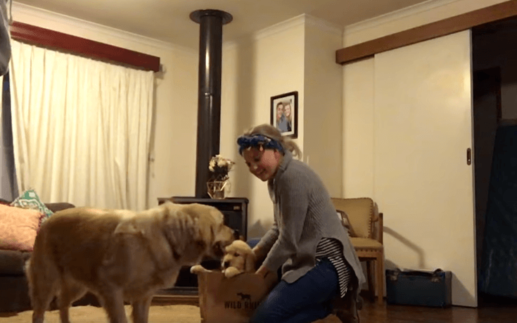Happy Dog Gets A Puppy Brother On Her Birthday 16 Happy Dog Gets A Puppy Brother On Her Birthday 16