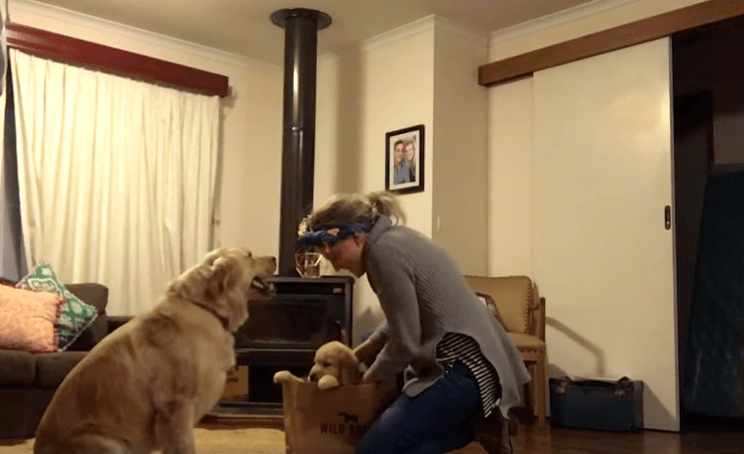 Happy Dog Gets A Puppy Brother On Her Birthday 17 Happy Dog Gets A Puppy Brother On Her Birthday 17