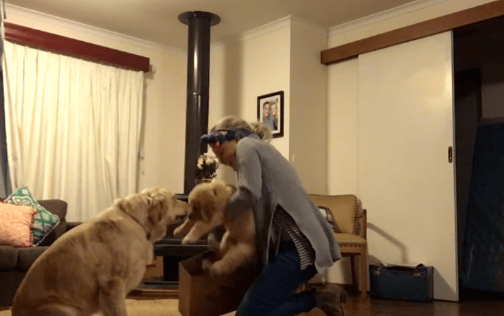 Happy Dog Gets A Puppy Brother On Her Birthday 18 Happy Dog Gets A Puppy Brother On Her Birthday 18