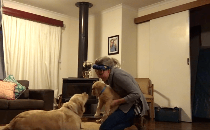 Happy Dog Gets A Puppy Brother On Her Birthday 19 Happy Dog Gets A Puppy Brother On Her Birthday 19
