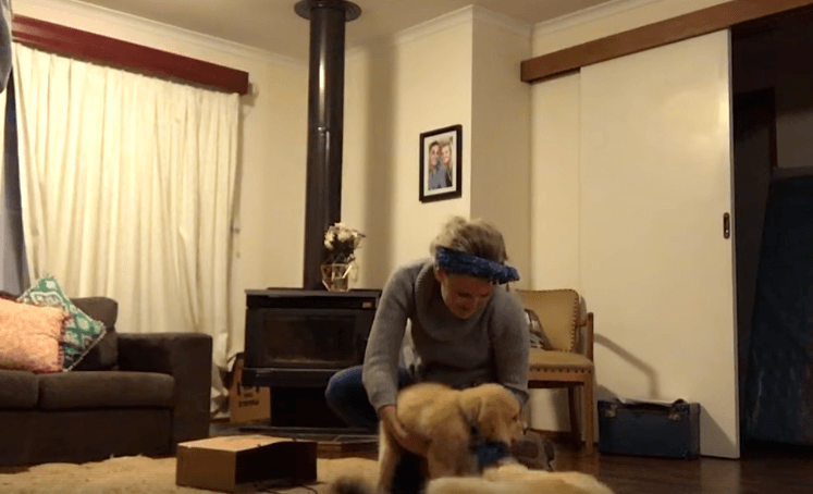 Happy Dog Gets A Puppy Brother On Her Birthday 20 Happy Dog Gets A Puppy Brother On Her Birthday 20