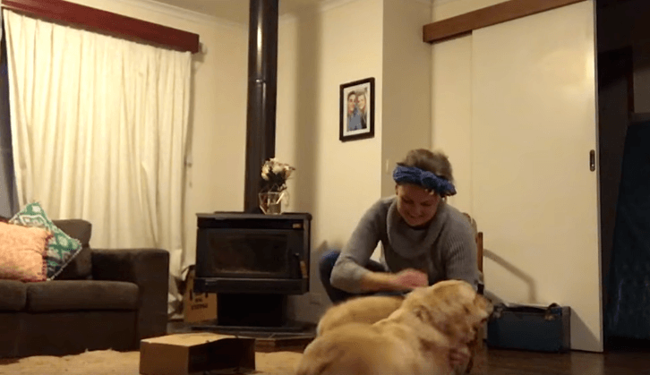 Happy Dog Gets A Puppy Brother On Her Birthday 21 Happy Dog Gets A Puppy Brother On Her Birthday 21