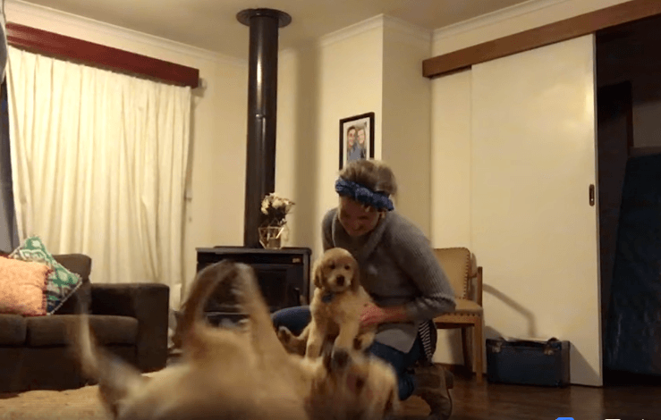 Happy Dog Gets A Puppy Brother On Her Birthday 22 Happy Dog Gets A Puppy Brother On Her Birthday 22