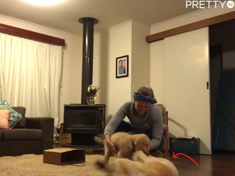 Happy Dog Gets A Puppy Brother On Her Birthday 23 Happy Dog Gets A Puppy Brother On Her Birthday 23