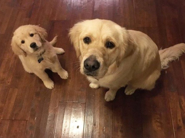 Happy Dog Gets A Puppy Brother On Her Birthday 25 Happy Dog Gets A Puppy Brother On Her Birthday 25