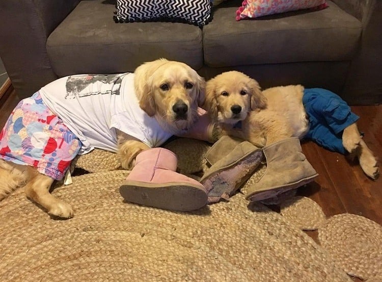 Happy Dog Gets A Puppy Brother On Her Birthday 27 Happy Dog Gets A Puppy Brother On Her Birthday 27