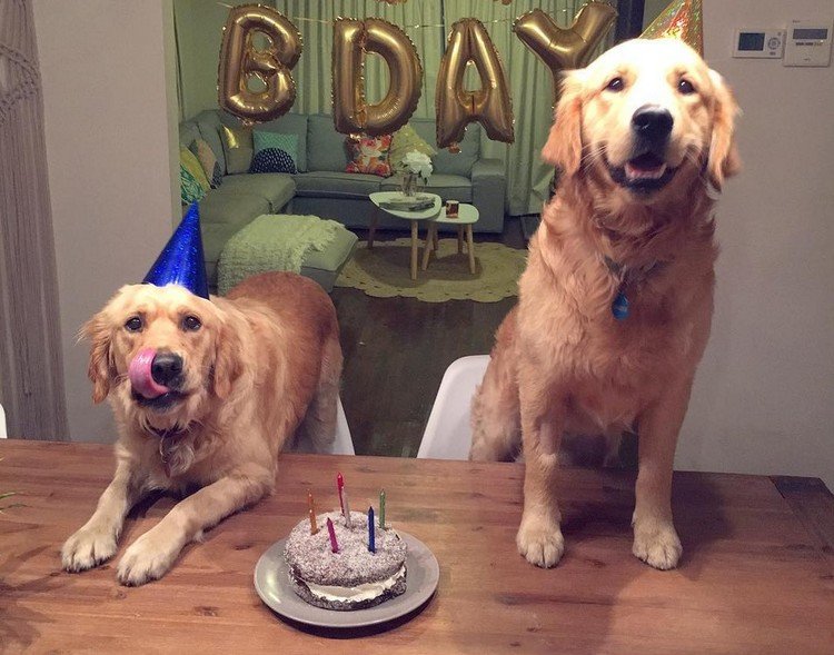 Happy Dog Gets A Puppy Brother On Her Birthday 30 Happy Dog Gets A Puppy Brother On Her Birthday 30