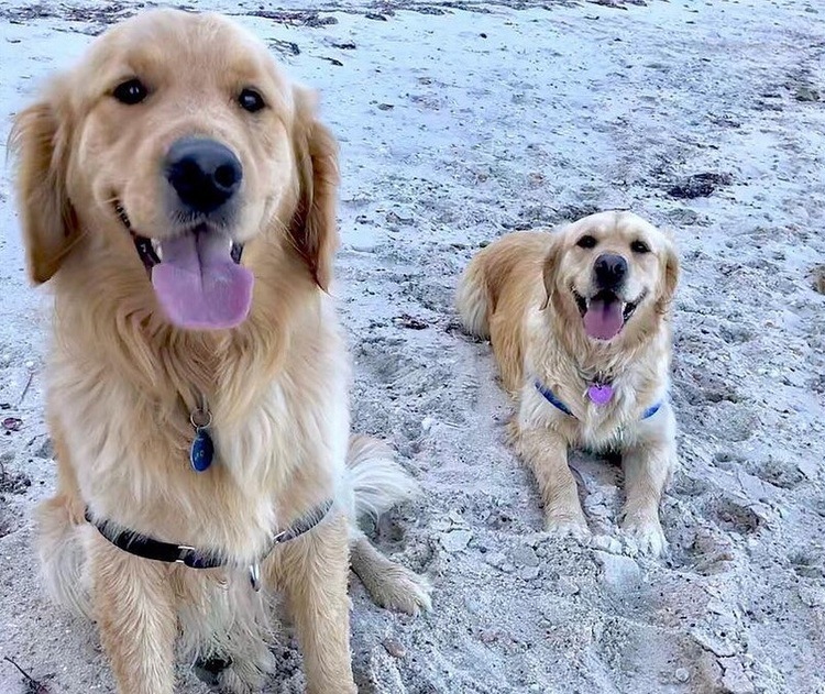 Happy Dog Gets A Puppy Brother On Her Birthday 33 Happy Dog Gets A Puppy Brother On Her Birthday 33