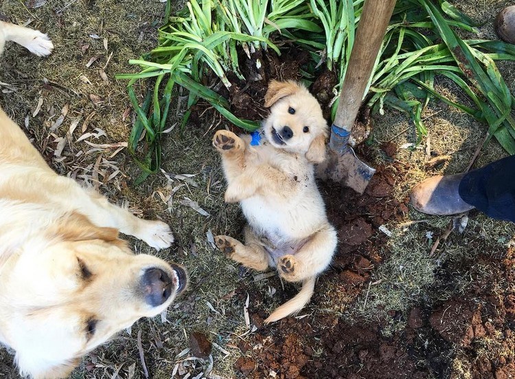 Happy Dog Gets A Puppy Brother On Her Birthday 34 Happy Dog Gets A Puppy Brother On Her Birthday 34