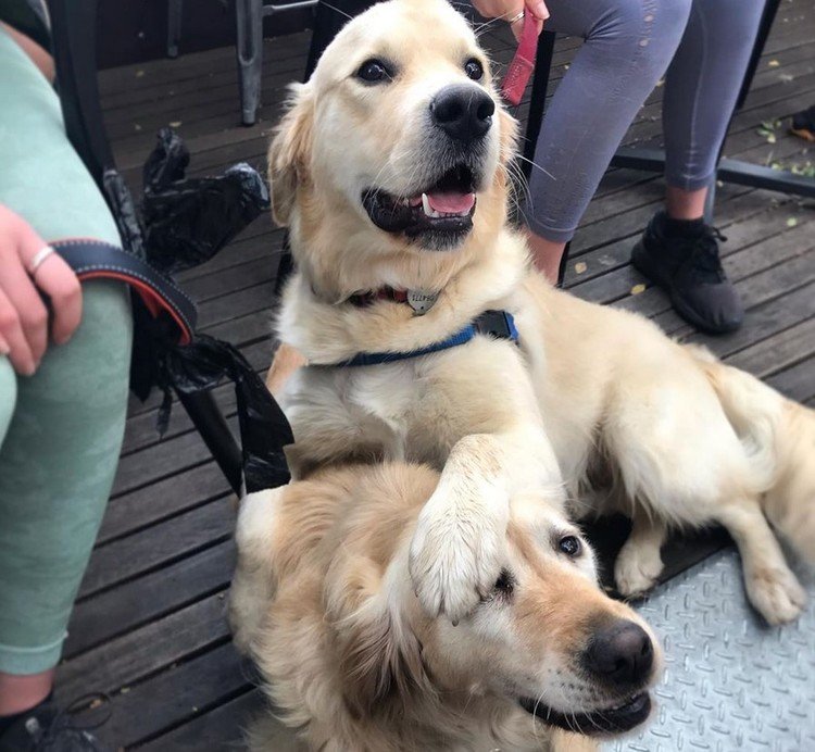 Happy Dog Gets A Puppy Brother On Her Birthday 36 Happy Dog Gets A Puppy Brother On Her Birthday 36