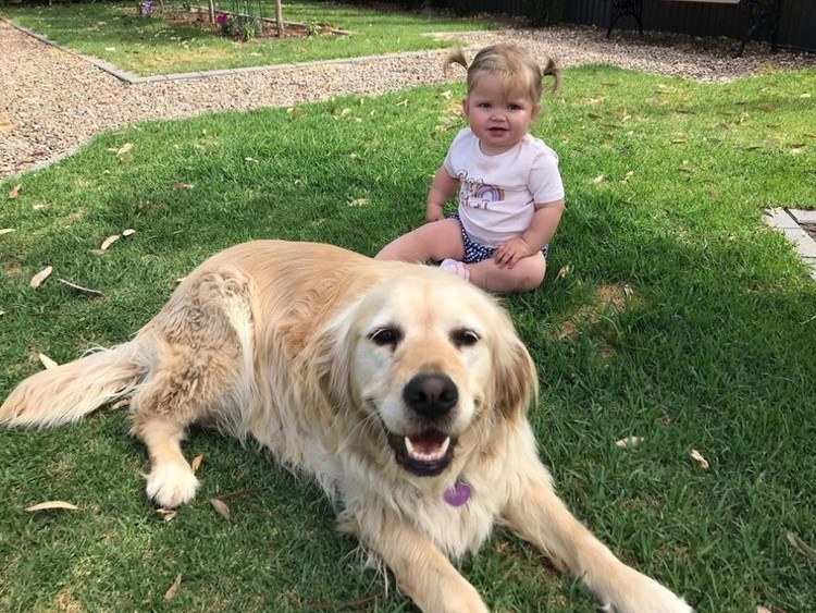 Happy Dog Gets A Puppy Brother On Her Birthday 5 Happy Dog Gets A Puppy Brother On Her Birthday 5