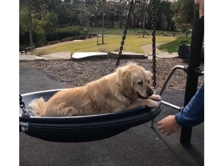 Happy Dog Gets A Puppy Brother On Her Birthday 6 Happy Dog Gets A Puppy Brother On Her Birthday 6
