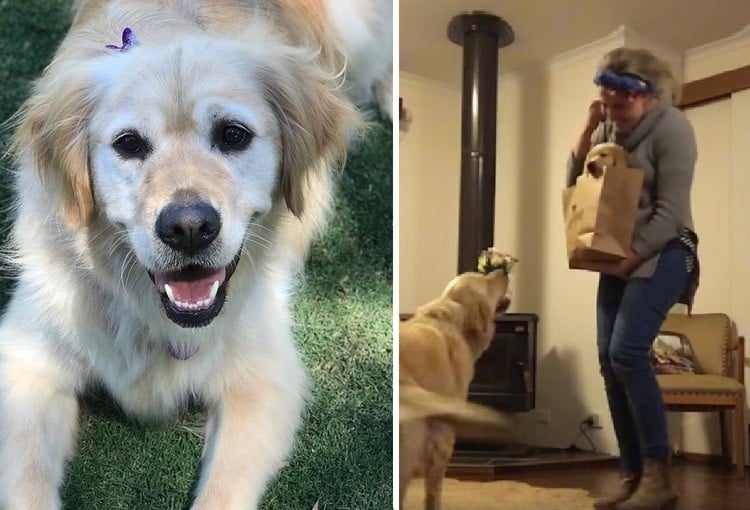 Happy Dog Gets A Puppy Brother On Her Birthday 8 Happy Dog Gets A Puppy Brother On Her Birthday 8