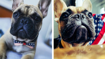 A 6-month-old French bulldog is the new mayor of Rabbit Hash, Kentucky 10