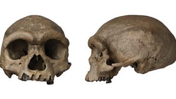 Scientists discover a potential new ancient human species 11