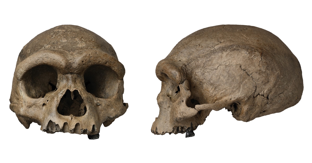 Scientists discover a potential new ancient human species 4