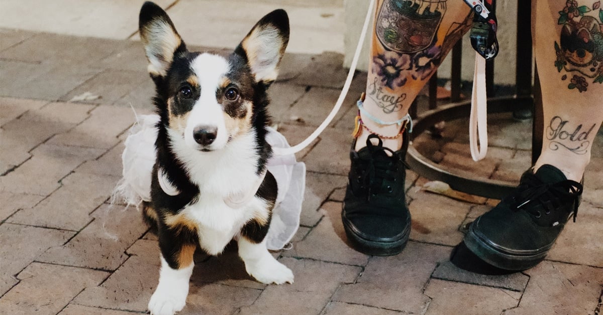 Tel Aviv will set up dog DNA database to fine owners who don’t clean up 6