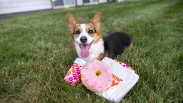 Dunkin’ Donuts releases new dog toys ahead of its ‘Cup for Pup’ program 6