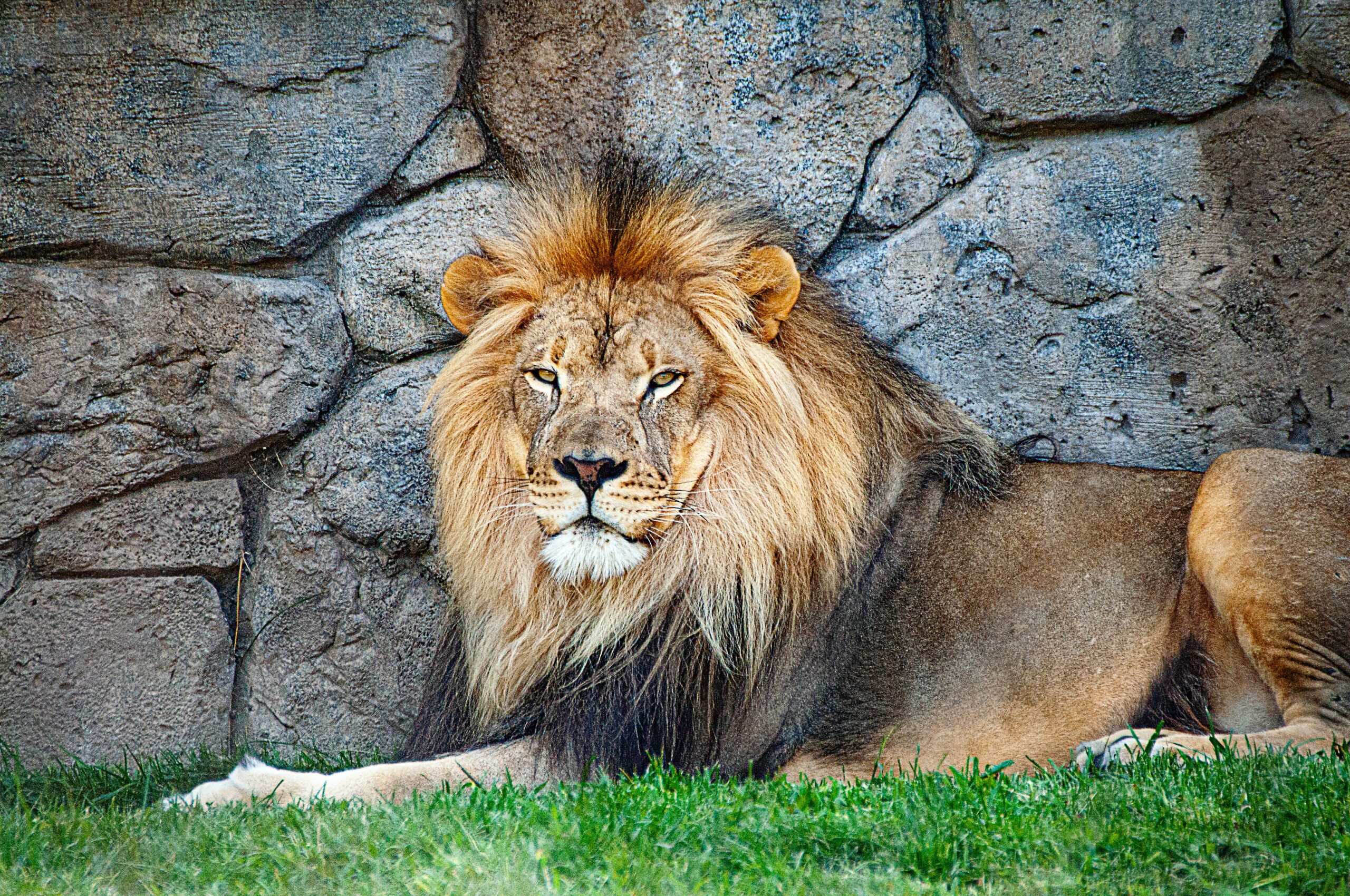 Oakland Zoo vaccinates its animals against Covid-19