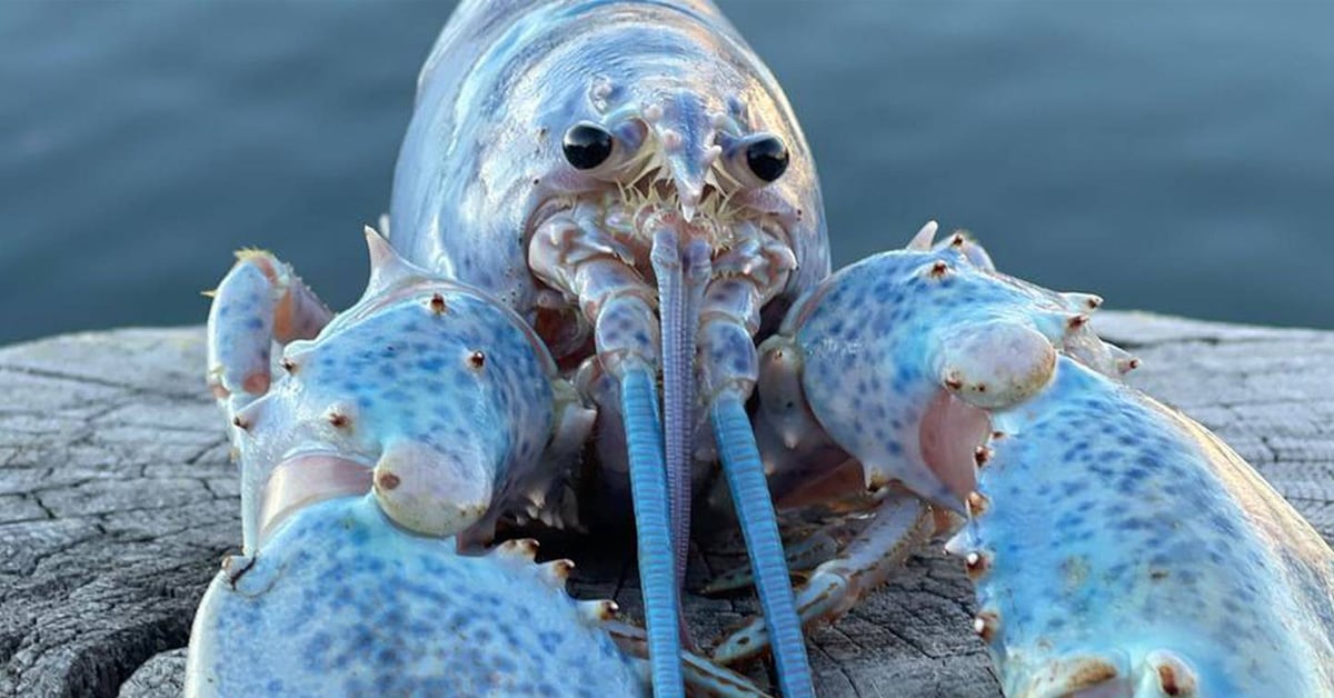 Rare ‘cotton candy’ lobster finds its new home 2