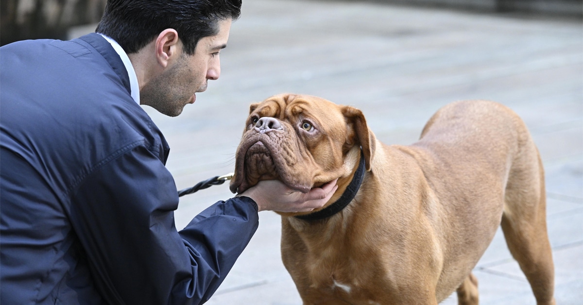 Will there be a season 2 of Turner & Hooch on Disney+? 10