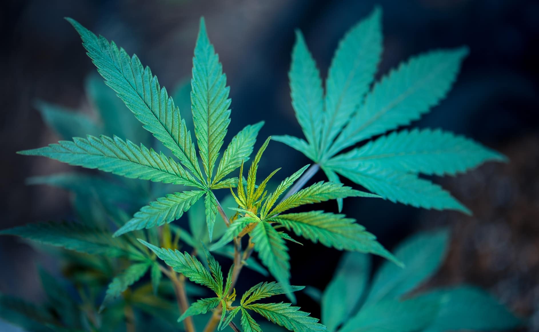 Cannabis could potentially help fight Covid infections 2