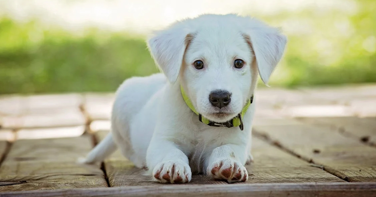 A photo of a puppy: Here are the top 10 puppy names of 2022