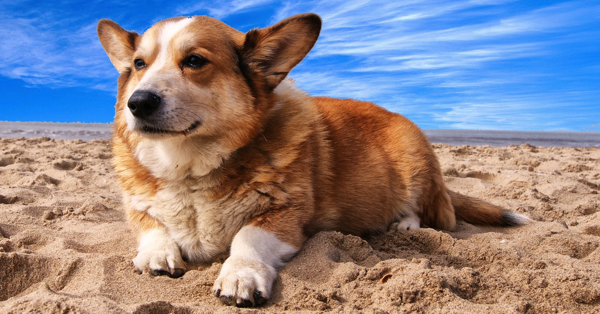A Welsh Corgi resting in sand