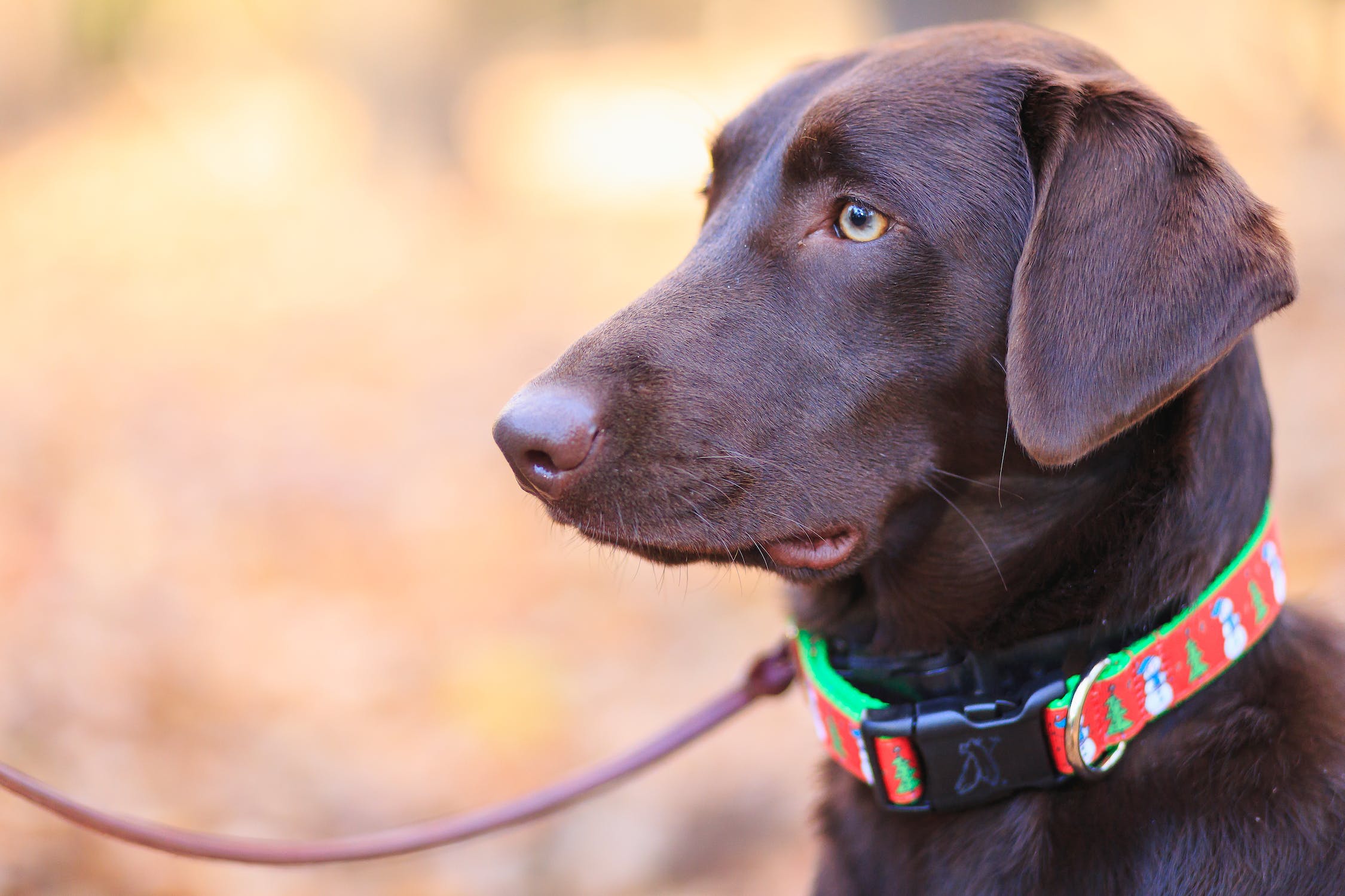 Smart Dog Collar