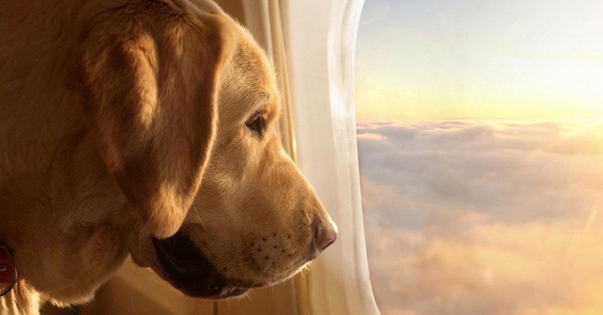 A dog flying with Bark Air